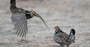 Biodiversité: que révèle le plus grand état des lieux mondial de la diversité génétique ?