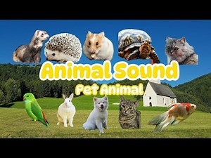Animal Sound For Kids | Pet Animal - Dog, Cat, Hamster, And More! | Zoo On Screen