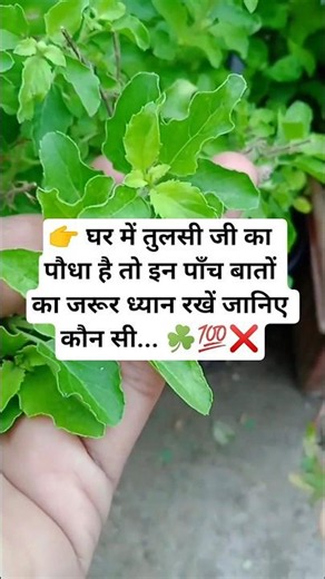 Tulsi plant care tips vastu ☘️💯❌#garden #plants #nature #upay #shorts #ytshorts #viral #astrology