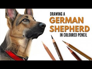 Drawing a German Shepherd Dog Portrait in Colored Pencil | Realistic dog drawing | Watercolor Pencil
