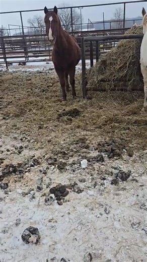These horses need to be picked up ASAP due to the cold weather snap coming in. | Ryon's Rescue Pen
