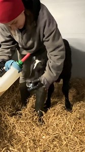 16K views · 259 reactions | Feeding a Newborn Calf on the Farm_ Heartwarming Moments  #cow #milk #calf #Reels #FacebookReels #ShortVideos #VideoContent #ViralVideos #Trending #Entertainment #FunTimes #CreativeContent #InstaReels #ExplorePage #SocialMedia #DigitalContent #VideoOfTheDay #ShareTheJoy #fyp #boom | Tammie Martinez | Facebook