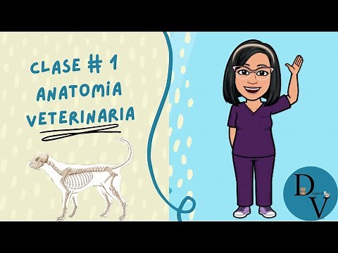 Veterinary Anatomy - Class 1