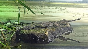 Gavial du gange : taille, description, biotope, habitat, reproduction