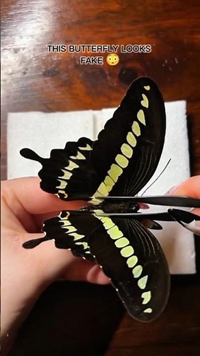 This Butterfly Looks Unreal After Being Pinned (Papilio Gigon) 😳🦋