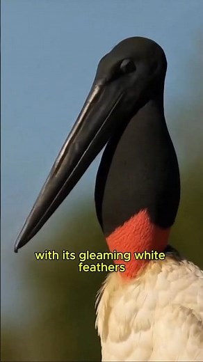 Jabiru Stork: The Tallest Flying Bird in the Americas 🕊️ #WildlifeShorts"