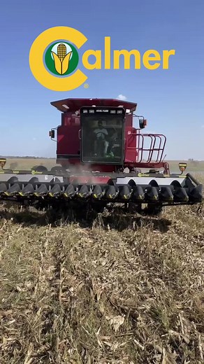 My thoughts on the @Calmer 1615 corn head with BT Chopping stalk rolls! #calmercornhead #15inchcorn #farmtok #choppingcorn