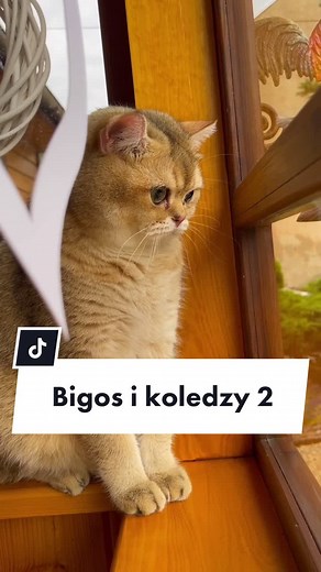 #kot #koty #kotki #kotek #catsoftiktok #catlover #catlovers #kitty #kitten #britishshorthair #cats #cat #catstagram #funnycat #funnycats #śmieszne