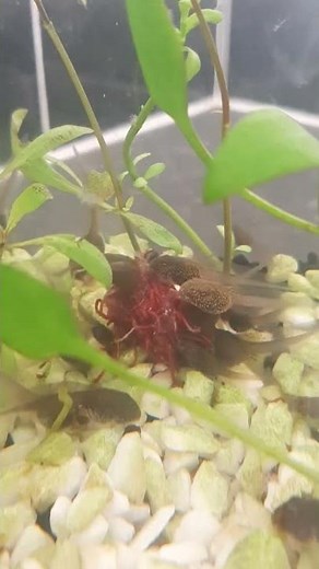 What to Feed Tadpoles with Back Legs - Frog Watch 2022 #Shorts