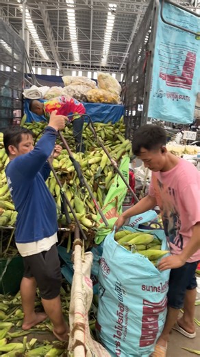 Sweet Corn Processing Factory | Sarkari Foodie