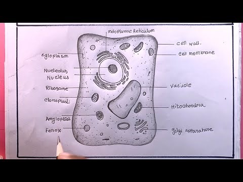 How To Draw A Plant Cell Easy/Plant Cell Drawing