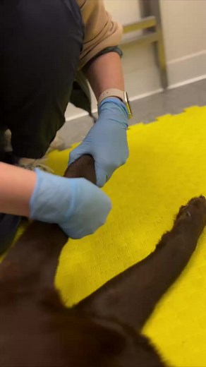 #labradors #labrador #labradorretriever #dogsofinstagram #labradorsofinstagram #dogs #labsofinstagram #dog #labs #labradoroftheday #labradorable #labradorpuppy #lab #puppy #blacklab #labradorlove #dogoftheday #dogstagram #blacklabrador #doglife #talesofalab #doglover #labsofinsta #retriever #of #puppylove #puppiesofinstagram #doglovers #worldoflabs #chocolatelab | Labrador puppies for adoption