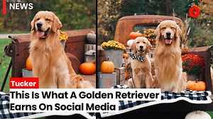 18 reactions | Tucker Golden Retriever: Social media is full of influencers now and many people, and even animals, find overnight fame after a video of them goes viral. Many people wonder how much social media influencers earn and so it would come as a huge surprise that a Golden Retriever named Tucker earns more than $1 million a year (Rs 8 crore and 28 lakh approximately). #Tucker #TuckerDog #TuckerGoldenRetriever | Indian Express | Facebook
