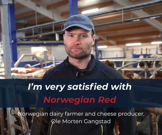Norwegian dairy farmer and award‑winning cheese producer Ole Morten Gangstad depends on high-quality dry matter from his herd🧀 That’s why Norwegian Red is a natural choice for him. With an average milk yield per cow of 9.076 Kg (ECM) at 5% fat and 3.6% protein, the breed delivers exactly the milk quality he needs - making every cheese batch a success 🤩 His signature blue cheese, Nidelven Blå, has taken the world by storm, winning numerous awards, including the prestigious World Cheese Awards i