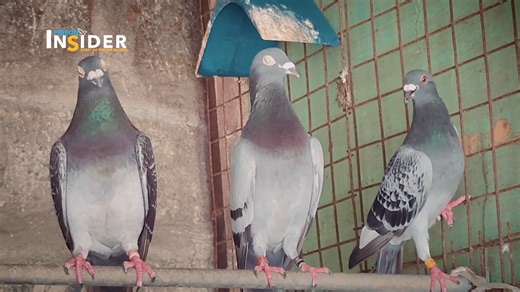 Alex de Guzman DIVICE LOFT in Pigeon Insider Full Video Watch in Youtube Disclaimer: This video was shot, edited and produced by Secret of Pigeon Racing in the Philippines. No animals were harmed during the making of this video. Please do not copy or repost my videos. Copyright ©️ 2024 Secret of Pigeon Racing. All Rights Reserved. #secretofpigeonracing #racingpigeons then, cheating is not yet a trend. | Pigeon Insider
