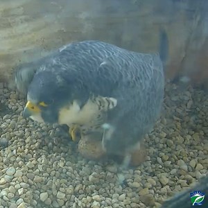 We are getting closer to hatching time for the #HbgFalcons! The first hatch should occur sometime around May 6 or 7. As these dates approach, be on the lookout for signs of pipping! Learn more on Falcon Wire and follow along with the PA Falcon Cam at dep.pa.gov/falconwire. | Pennsylvania Department of Environmental Protection