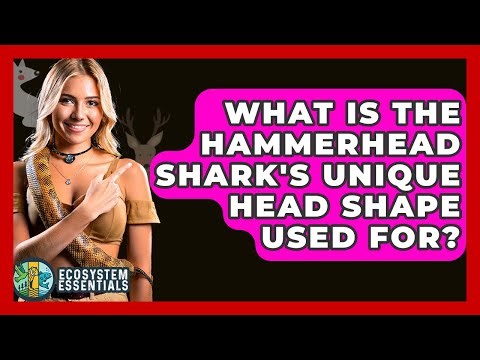 What Is The Hammerhead Shark's Unique Head Shape Used For? - Ecosystem Essentials