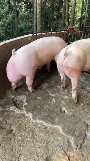 I Safely Loaded a Pig onto a Truck in JUST 10 Minutes | For Education Only