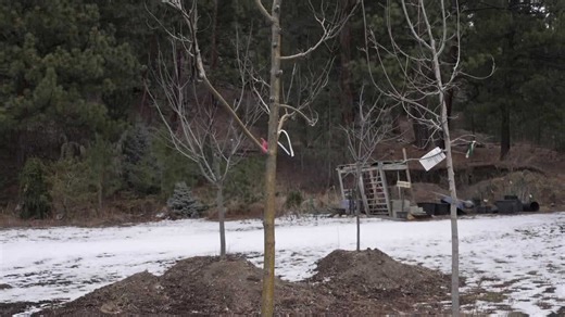 Warm winter weather affecting tree growth in Montana