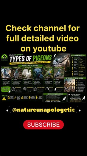 Nature’s Navigation Expert | How Do Pigeons Always Find Their Way Home🐦