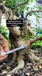 2.2K views · 165 reactions | Tidying up the cut marks #premna #sancang #bonsaitree | Karimun Java | Facebook