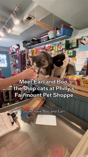 20K views · 522 reactions | Shop cats in a pet store — a likely place...