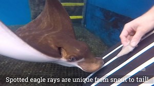 8.8K views · 155 reactions | Their distinct pattern is just one of the things that makes spotted eagle rays so unique! Let’s learn more about this ray species.  #FloridaAquarium #SpottedEagleRay | The Florida Aquarium | Facebook