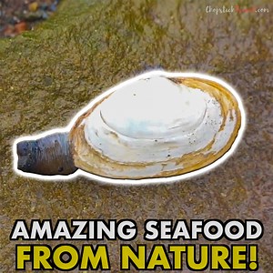 You can forage along the coast in Canada for AMAZING seafood, straight from nature!!! | Chopstick Travel