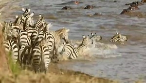 57K views · 791 reactions | Incredible, daring, resilient zebras. Watching nature is surely jaw-dropping and the spectacles like these make every encounter unforgettable. #zebras #zebra #wildlife #africansafari #safari #nature #greatmigration | Wildfriends Africa | Facebook