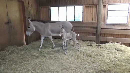 56K views · 313 reactions | Chile’s Buin Zoo is celebrating the birth of two rare foal of the African wild donkey species, providing hope that this unique species can make a comeback from the brink of extinction. Read more: https://trib.al/rwpWYDt | Global News | Facebook
