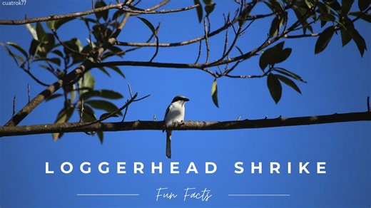 Have seen critters impaled in cacti, thorns, or barbed wire? Well, the culprit most likely is a loggerhead shrike! Find out more about these birds in this #funfacts video! | Wyler Aerial Tramway - Texas Parks & Wildlife