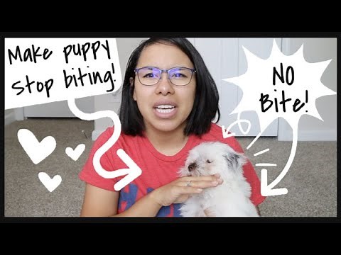 Teach Your Puppy NOT To Bite! | Wittle Havanese