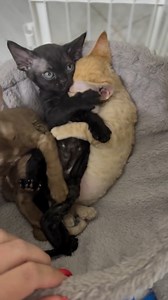 Devon Rex Canada | Curly Pride Cattery (@devonrex.canada) • Instagram photos and videos