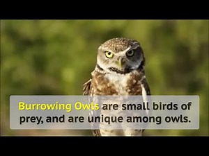 Burrowing Owls - Tips From a Wildlife Biologist