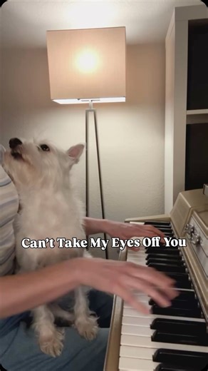 Kara Mehrmann on Instagram: "A Very Bradford Valentine 💘 Can’t Take My Eyes Off You 🎵 . . . #valentine #canttakemyeyesoffyou #dogsofinstagram #westiegram #pianocover"