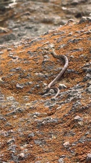 Gunther’s Racer in a jungle