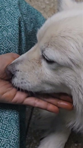 Bruno Eating Peanut | The indian Spitz|| #dog#doglove#bruno#doglife#like#share#goldenretriever#funny