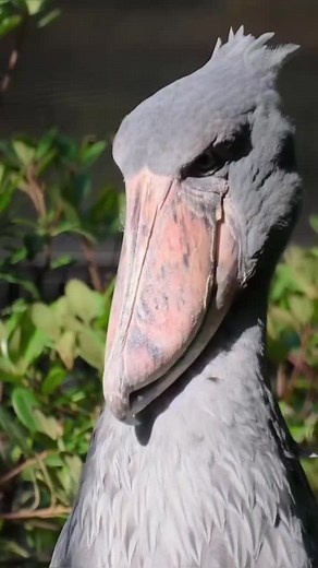 Discover the Unique Shoebill Stork Bird Calls