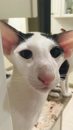 Honking Teddy Cat Compilation