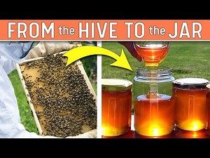 HARVESTING HONEY - The Journey From Hive to Jar