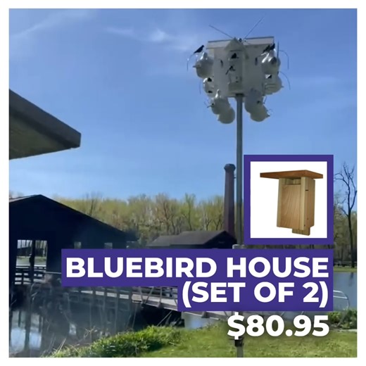 🪺 Give native bluebirds and tree swallows nesting space that doesn't compete with your Purple Martin colony with PMCA's Bluebird Houses. 🛒 Every purchase supports critical conservation work! Shop for this and so much more at our online store. www.purplemartin.org/shop/ 🔎 Want to learn more about Purple Martins' native competitors and how to protect your colony? Visit our website. www.purplemartin.org #PurpleMartin #Birds #BirdLovers #Bluebird #TreeSwallow #BirdHouse #Amazon #Shop #Gifts #PMCA