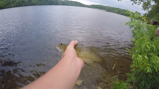 What happened when a coyote wouldn’t back off