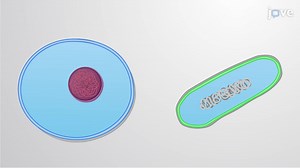 Video: Cytoplasm
