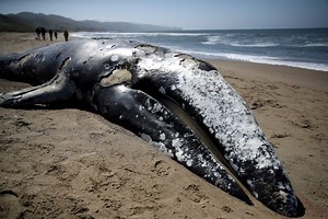 Mystery surrounds gray whale found on California beach
