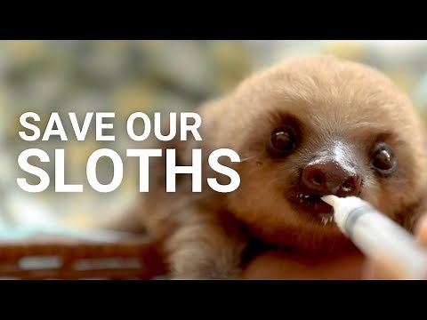 Save our Sloths – Loss of habitat threatens the species