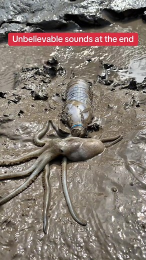 Exploring the Fascinating World of Octopuses