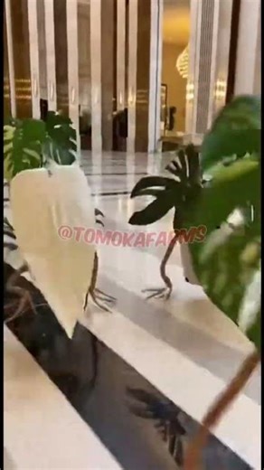 The Hotel Lobby Lost Control