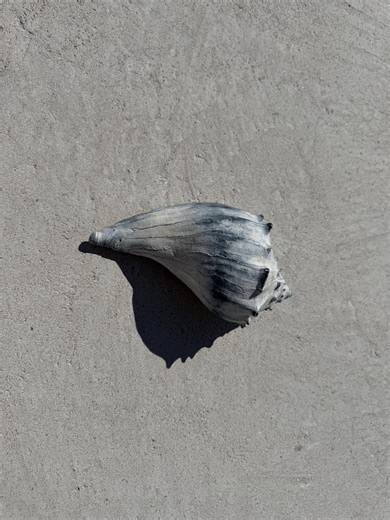 NJ Conch Shells - Etsy