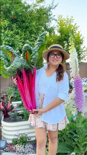 How to grow Swiss Chard