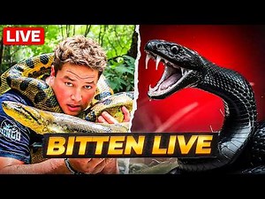 Dingo Dinkelman Bitten by Deadly Snake on Camera | Real-Life Wildlife Emergency